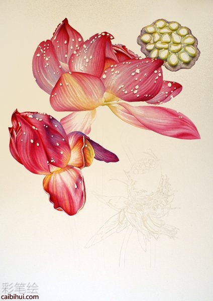 彩铅画荷花