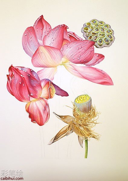 彩铅画荷花