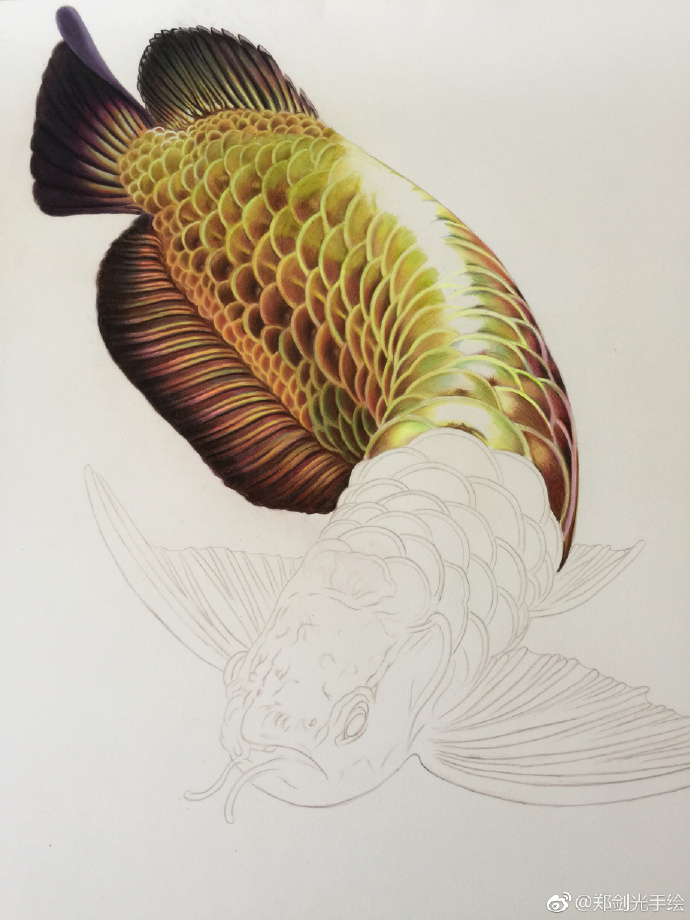 彩铅画金龙鱼.jpg 彩铅画金龙鱼
