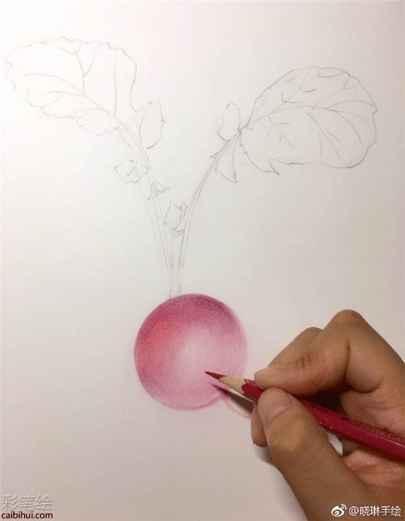 彩铅画入门：简单的胡萝卜彩铅画法