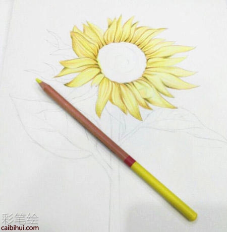 向日葵彩铅画教程 向日葵彩铅画教程