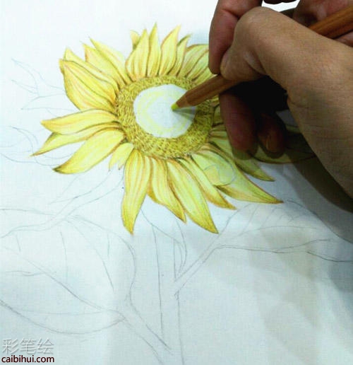 向日葵彩铅画教程 向日葵彩铅画教程