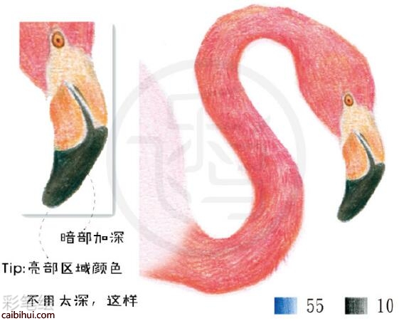 火烈鸟彩铅教程
