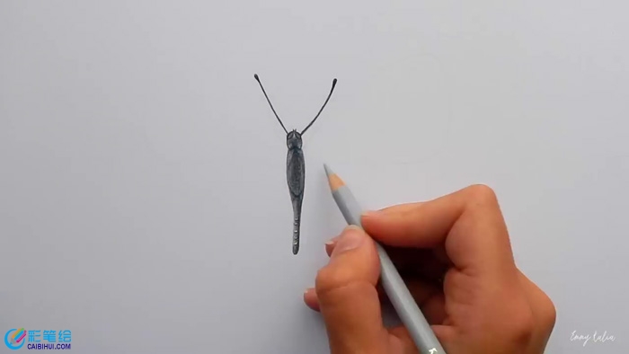 彩铅画蝴蝶