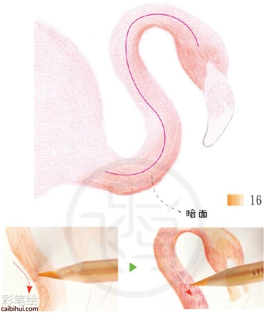 火烈鸟彩铅教程