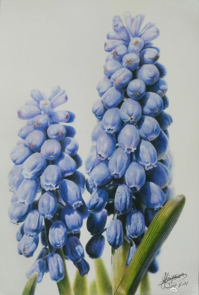 彩铅画葡萄风信子
