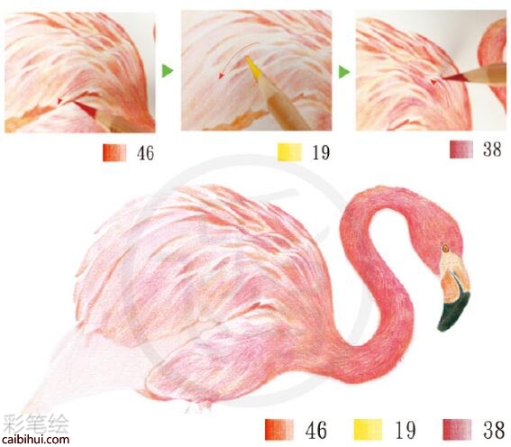 火烈鸟彩铅教程