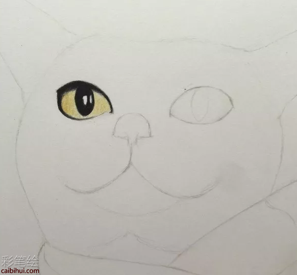 彩铅画猫的步骤图解