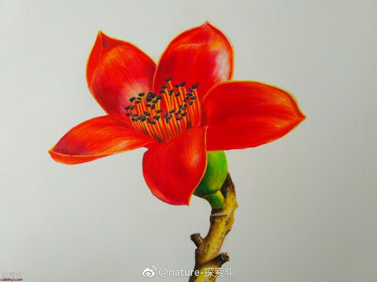 彩铅画木棉花教程