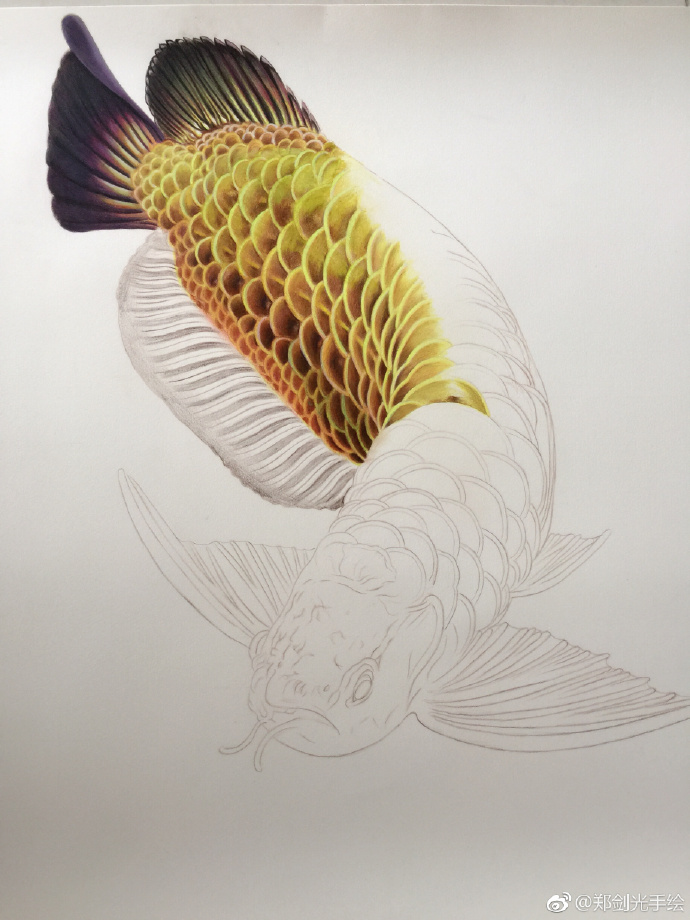 彩铅画金龙鱼.jpg 彩铅画金龙鱼