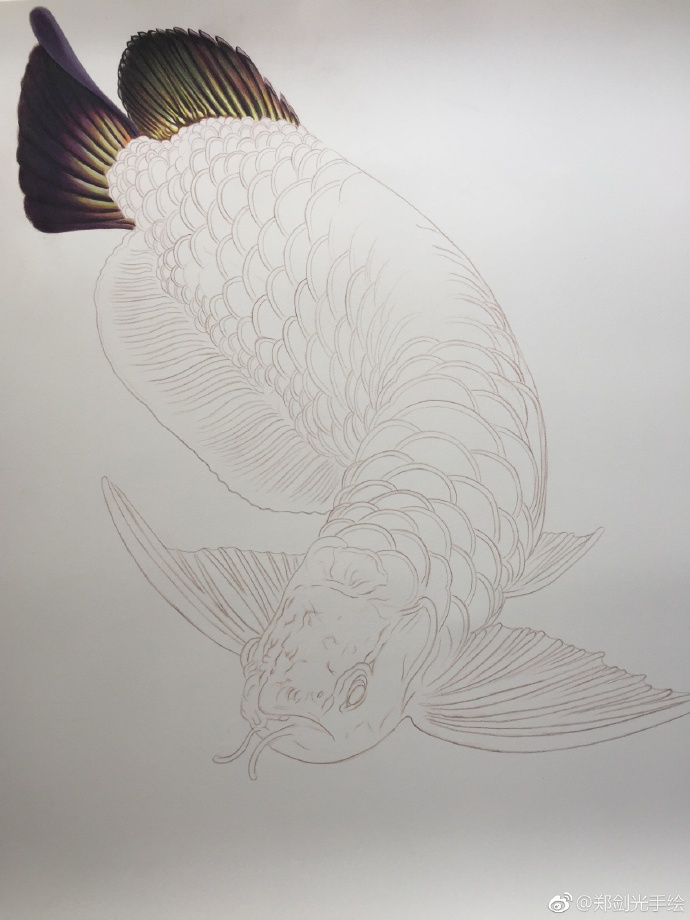 彩铅画金龙鱼.jpg 彩铅画金龙鱼
