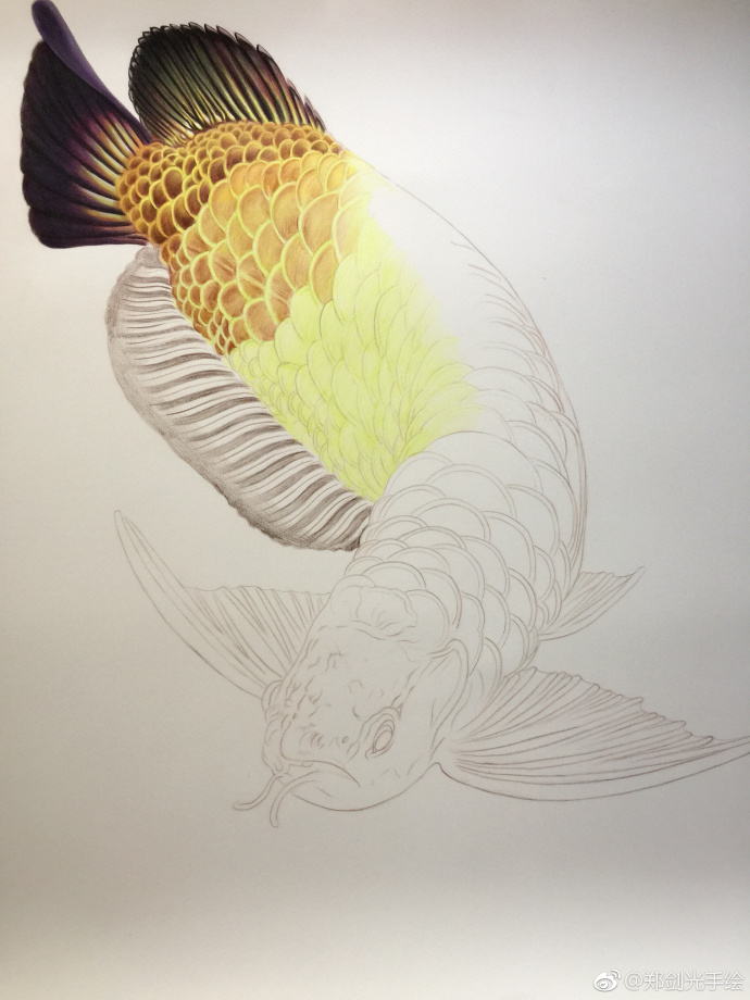 彩铅画金龙鱼.jpg 彩铅画金龙鱼
