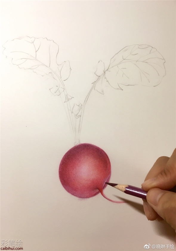 彩铅画入门：简单的胡萝卜彩铅画法