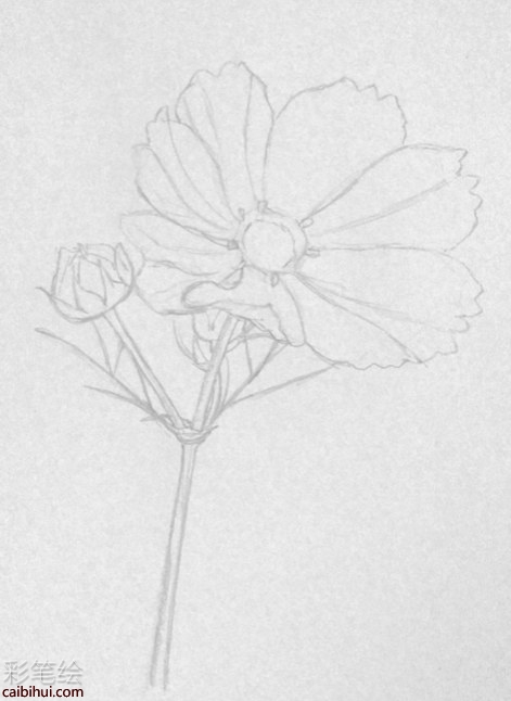 彩铅画格桑花