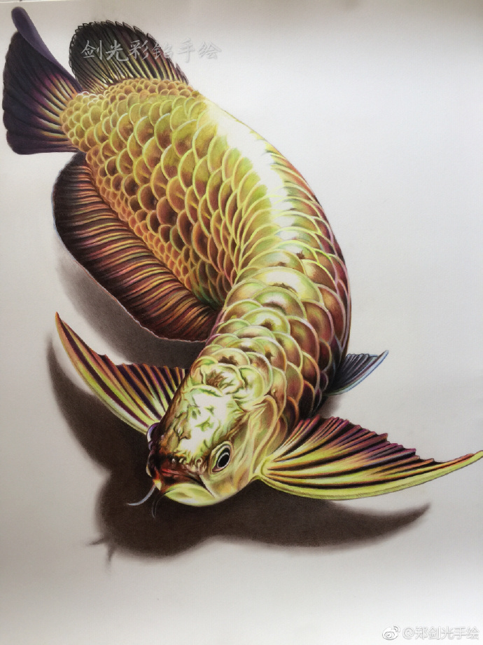 彩铅画金龙鱼.jpg 彩铅画金龙鱼