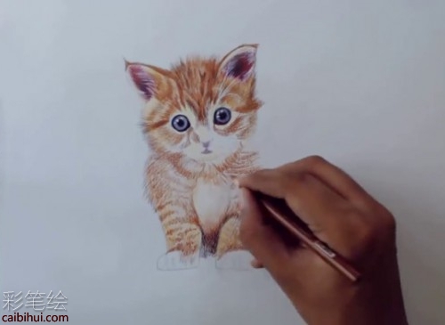 橘猫彩铅画步骤教程