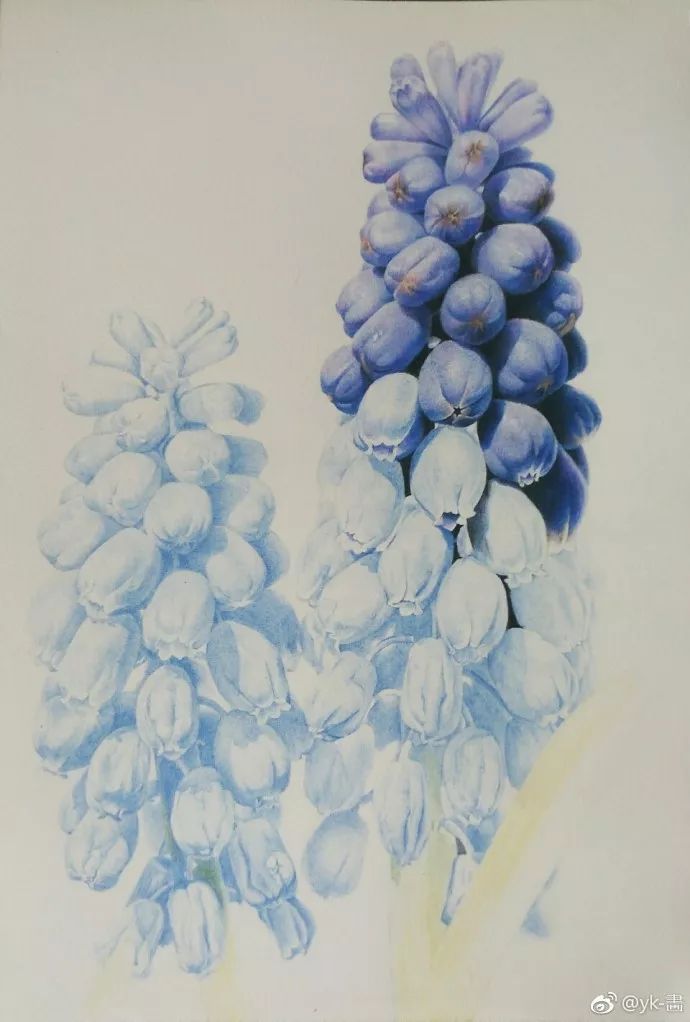 彩铅画葡萄风信子